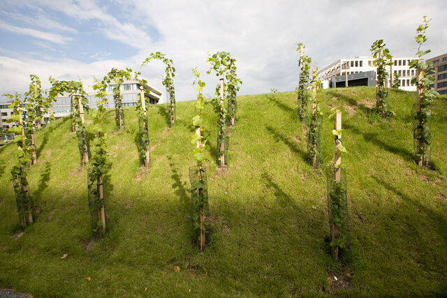 Intelligent landscape, image 15